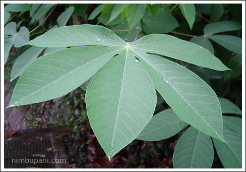 A greed leaf