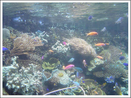 image of reefs and fishes in the Underwater World in Sentosa island